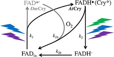 Low-Light Dependence of the Magnetic Field Effect on Cryptochromes: Possible Relevance to Plant Ecology